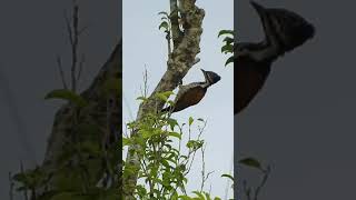 Common Flameback Woodpecker  female [upl. by Arretal]