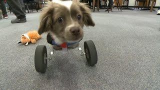 Students make doggy wheelchair [upl. by Purity157]