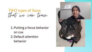 Teach your Dog to Focus with 3 Fun Dog Training Games [upl. by Healion193]