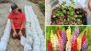 Winter Sowing Reveal Tour  April  Perennial Flowers [upl. by Arec]