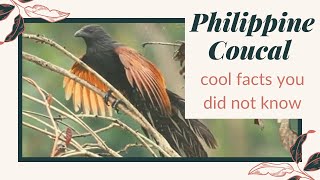 Philippine Coucal facts 🦜 species of cuckoo endemic to the Philippines 🇵🇭 [upl. by Rella]