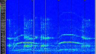 The Ohio Howl  Recorded by Matt Moneymaker in 1994  OhioHowlmpeg [upl. by Ulu]