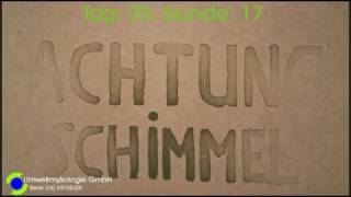 Schimmelpilz Wachstum im Zeitraffer [upl. by Ymaj]