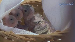 Hand Rearing Of Baby Parrots [upl. by Meikah]