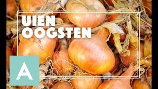 Uien oogsten  Grow Cook Eat 51 [upl. by Leis]