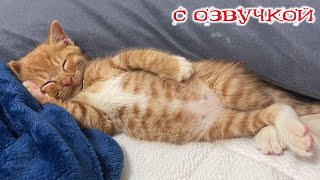 Приколы с котами  С ОЗВУЧКОЙ Самые смешные животные Смешные коты и собаки [upl. by Arayc]