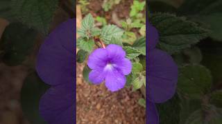 Achimenes plant kerala garden ideas trendingshorts youtubeshorts  shorts feed  shorts viral [upl. by Bartolome]