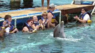 Dolphin amp Manatee Experience All Inclusive Cozumel Mexico  Celebrity Cruises [upl. by Otrebor]