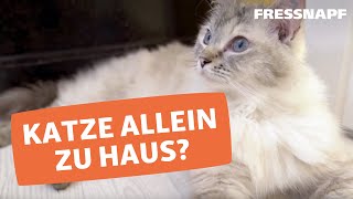 Katze im Urlaub alleine lassen Katzensitter vs Katzenpension [upl. by Yrol]