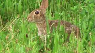 Silvilago Sylvilagus floridanus [upl. by Rona]