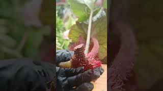 Begonia Stem Cuttings Propagation in soil planti plantpropagation [upl. by Attiuqaj]