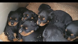 Baby Rottweilers with Mother [upl. by Fries]