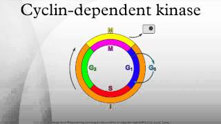 Cyclindependent kinase [upl. by Indys379]