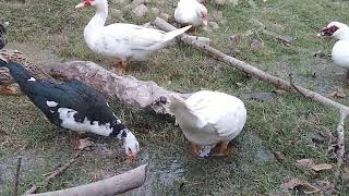 Muscovy duck Raising [upl. by Godart]