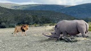 Rhino Stabs At Male Lion With Its Horn [upl. by Anivas]