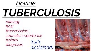 Bovine TUBERCULOSIS  etiology  transmission  lesions  diagnosis  zoonotic [upl. by Ahsiekat]