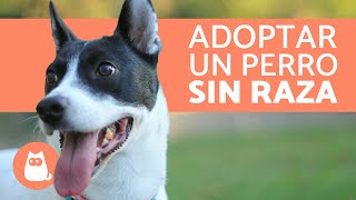 10 razones para ADOPTAR UN PERRO SIN RAZA [upl. by Brina684]