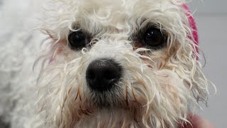 This breed of dog lives forever  Bichon Frise [upl. by Elvera145]