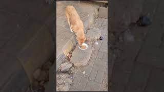 careforanimals savestreetanimals animallover hungrydog streetdog protectanimals dog ￼￼ [upl. by Petra]