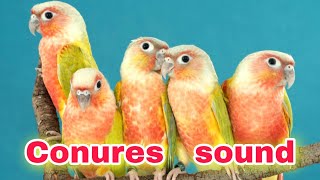 conures sound green cheeked conures sing Nature relaxing sound Forest Sound parrot birds [upl. by Nobell918]