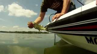 How to properly catch and release a fish [upl. by Lytle]