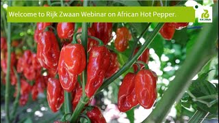 Managing Viral Disease Pressure in Habanero pepper cultivation [upl. by Bussy993]