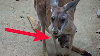 Baby Kangaroo Hiding In Pouch [upl. by Akinom742]