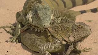 Iguanas Mating Ritual in Bonaire [upl. by Yhtur]