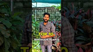 TOP 10 Semishade Plants  Indoor Plants Tamil [upl. by Eisak483]