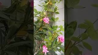 Kaneroleander flower plant  low careing beautiful gardening planttrending viralvideo ytshorts [upl. by Rochkind]