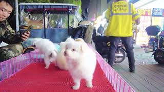 2024 Chó Phốc Sóc Mini 😍 Funny and Cute Pomeranian 😺🐶  cute animals196 [upl. by Denae]