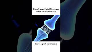 How Neurotransmission amp brain 🧠 signals work  3D animation shorts youtubeshorts animation [upl. by Ellehsad326]