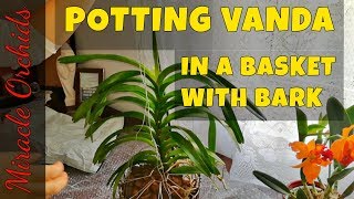 Potting up a vanda orchid in a basket with orchiata bark  How to pot up a vanda orchid [upl. by Jacklyn]