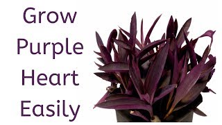 How to Grow Purple Heart from Cuttings  Tradescantia Pallida [upl. by Christianity]