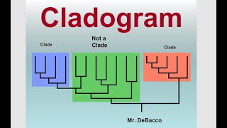 Cladogram [upl. by Corvin]