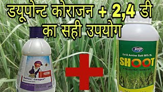 Coragen  24D spray in sugarcane Hindi [upl. by Mahalia642]