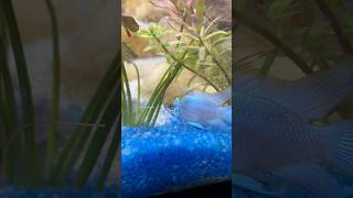 Ram cichlids Colour after getting stress free🥰🥰 viralvideo shorts [upl. by Yrroc844]