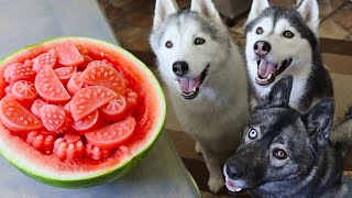 Watermelon Dog Treats 🍉 How to make Frozen DIY Dog Treats [upl. by Anitrebla]