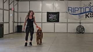 Larry and Blokka on leash obedience SamoyedGolden Retriever 62724 [upl. by Icats744]