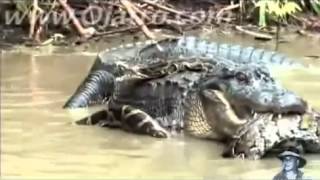 cocodrilo vs anaconda ¡IMPRESIONANTE [upl. by Anilatak478]