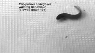 Polypterus senegalus walking on a smooth surface [upl. by Reggie221]