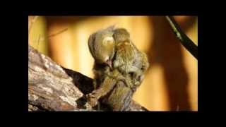 6 day old pygmy marmoset twin Apenheul [upl. by Loseff]