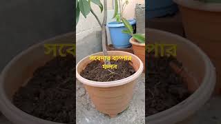 how to grow sabeda care tips [upl. by Akaya105]