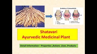 Shatavari l Asparagus Recemosus l Health Benefits of Shatavari l Rasayan l Increases Breast milk [upl. by Mohn]