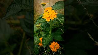 Lantana KuningYellow Lantana Flower [upl. by Johnna]