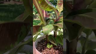 Debating making a video on separating and propagating these dwarf banana plants 🤔 should I plants [upl. by Ber]