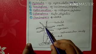 Phylum coelenterata characters and classification [upl. by Oconnor464]