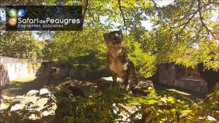 Panthère des Neiges  Safari Peaugres  Ardèche [upl. by Alake]