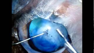 Cataract Surgery in a Dog VETWEB [upl. by Daigle558]