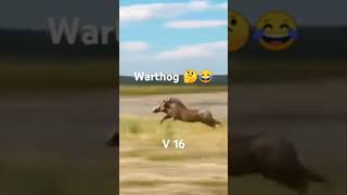 Warthog v16 vs tiger [upl. by Sej]